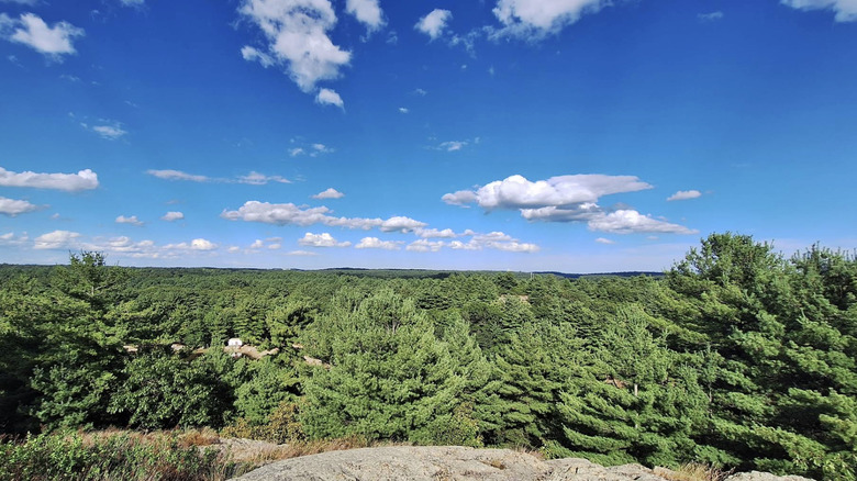 Trees in Breakheart Reservation, Massachusetts