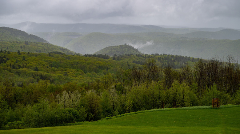 A view of Florida State Forest in Florida, Massachusetts