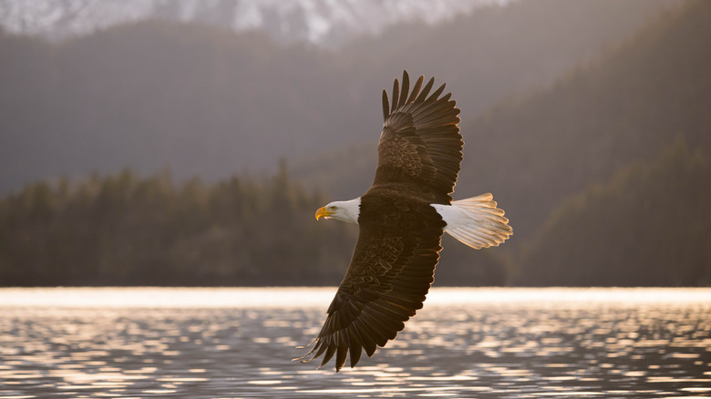 Bald eagle flying above lake by mountain side