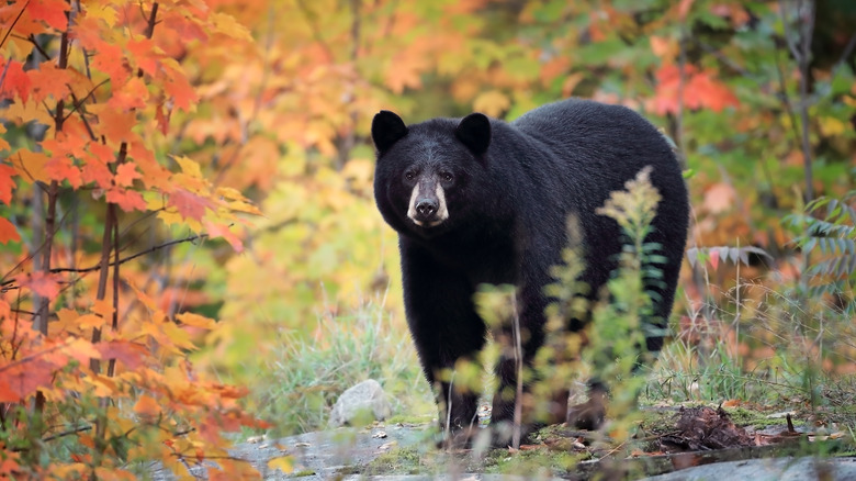 Black bear in the forest during fall