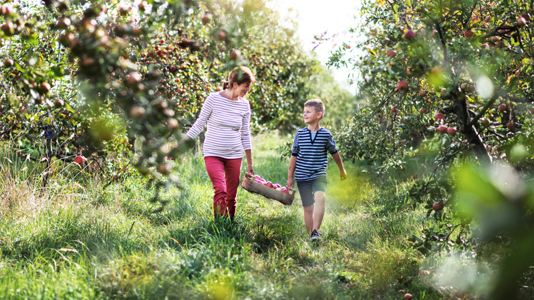 Mother and son holding a basket and walking through an orchard