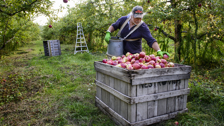 A man picks apples at an orchard in Phillipston, Massachusetts
