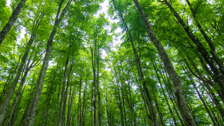 A canopy of green leafy trees in a forest