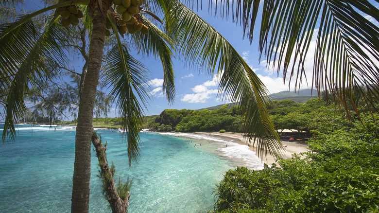Hamoa Beach near the town of Hana with a tall palm tree in the foreground