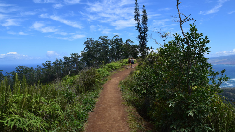 Hikers on the Waihe'e Ridge Trail in Maui, Hawaii