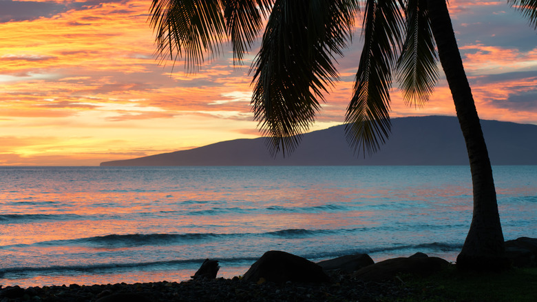 Olowalu Beach with palm tree at sunset