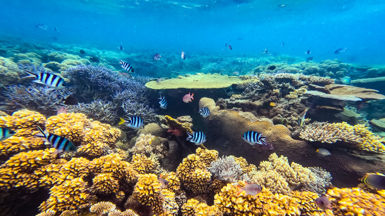 tropical fish with coral reef