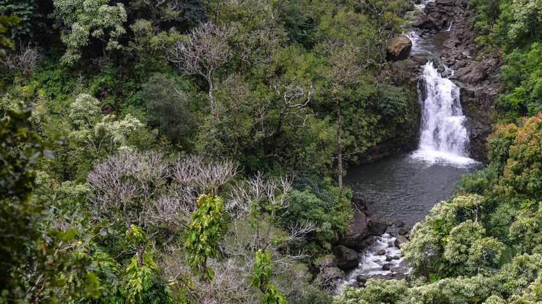 A view of the Puohokamoa Falls from the Garden of Eden Arboretum.