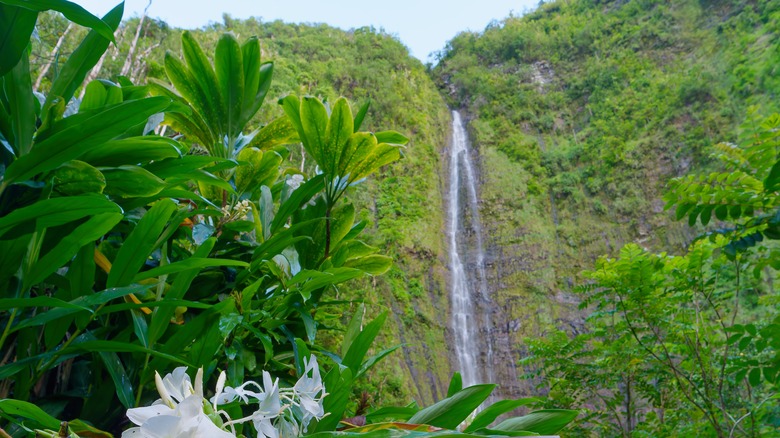 The Waimoku Falls at the end of the Pipiwai trail.