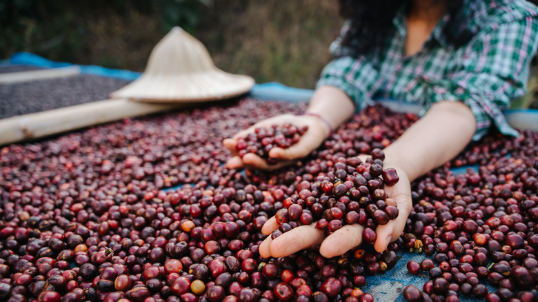 A farmer holding coffee beans