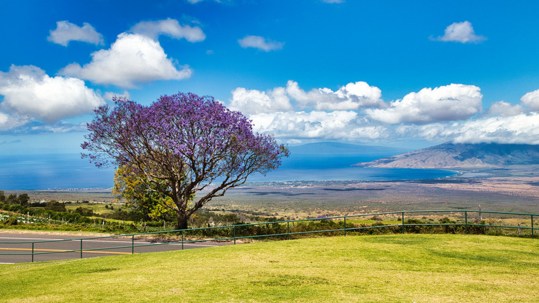 The countryside views from Kula, Maui