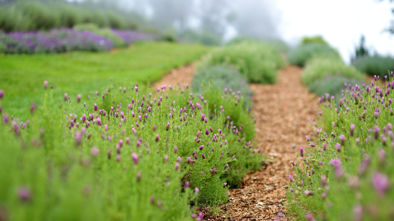 Ali'i Kula lavender farm in Kula, Maui