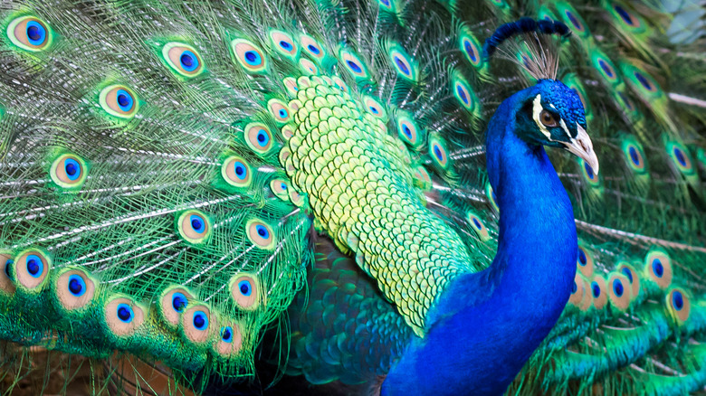 A proud blue peacock on display at Mayfield Park in Austin, Texas.