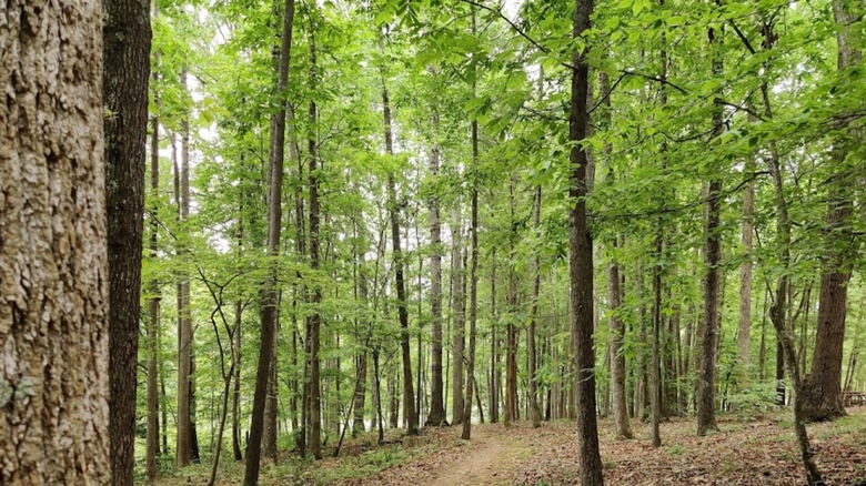 A forested trail in Mayo Lake Park, North Carolina