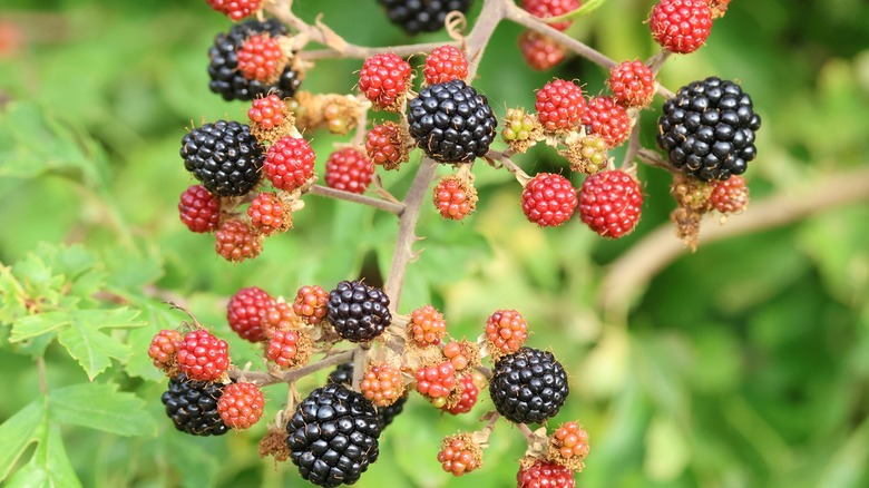 Closeup of blackberries on a bush