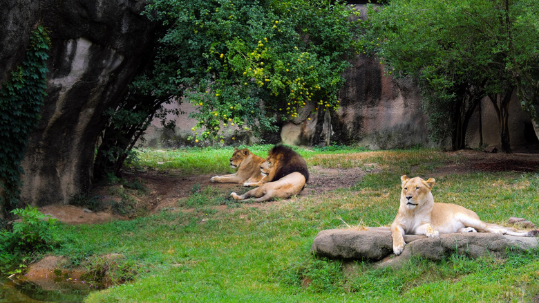 Lions lounging at the Memphis Zoo in Overton Park in Memphis, Tennessee