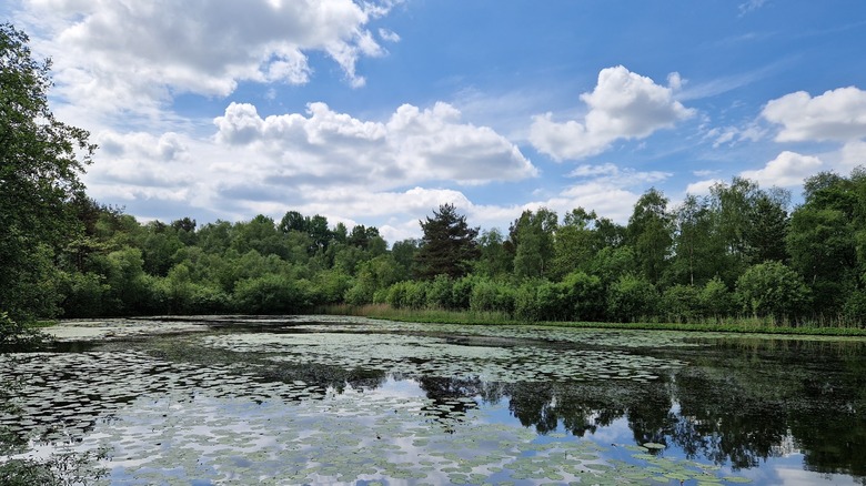 A calm lake with numerous lily pads surrounded by brush and trees