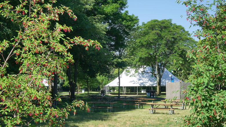 A park full of trees with picnic benches and a tent