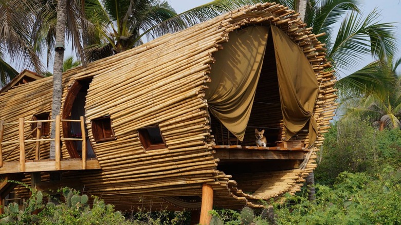 A corgi on the patio of one of the bamboo rooms at Playa Viva