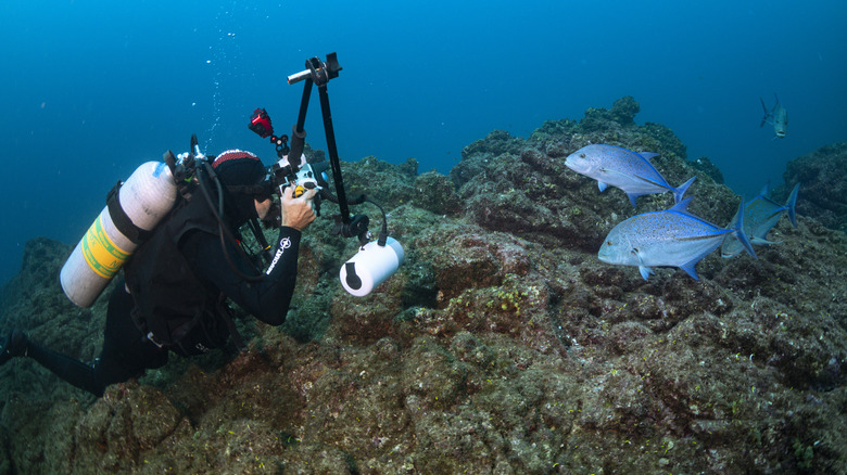 A scuba diver photographs fish on a rocky reef on the Revillagigedo Archipelago, Mexico.