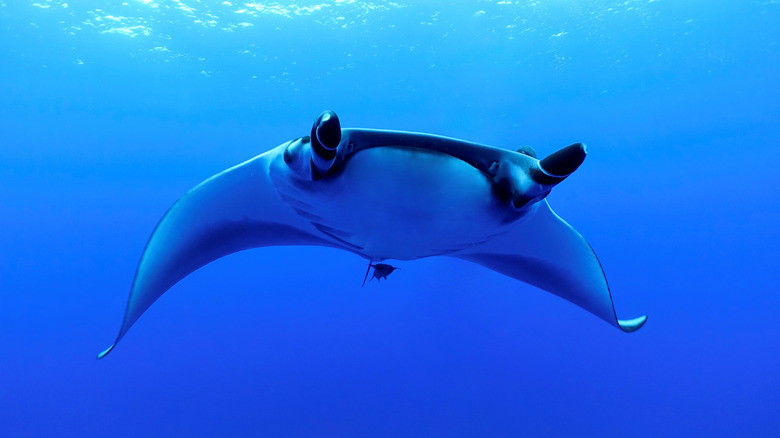 A manta ray viewed head-on in Revillagigedo National Park, Mexico.