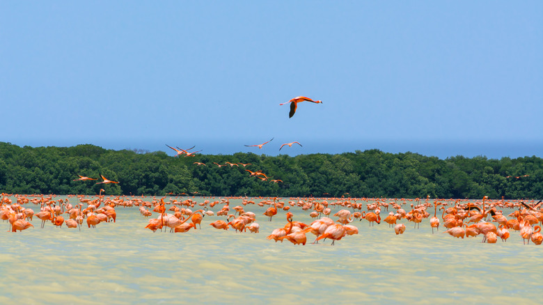 Flamingos in the Celestun Biosphere in Mexico