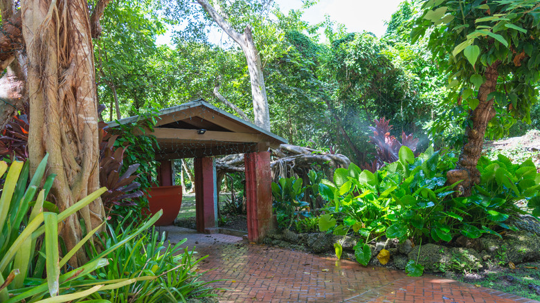 An old home sits under the canopy of lush trees