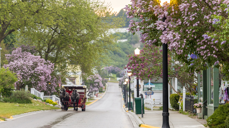 A horse drawn carriage on a quiet road at sunrise on Mackinac Island during lilac festival