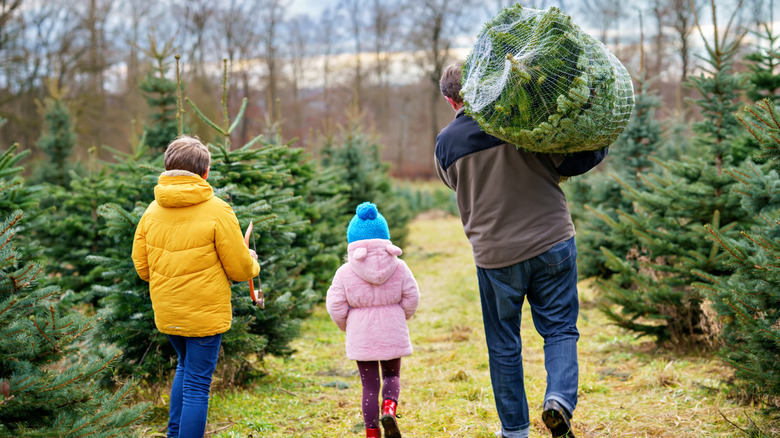 A man carries a Christmas tree over his shoulder as he and two kids walk down a path in the grove