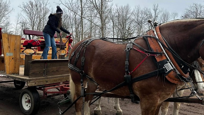 Employee at Loveberry's Tree Farm handling a horse carriage with two horses in front