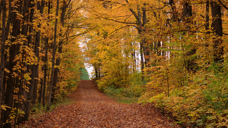 Dixon Lake Road, Gaylord, Michigan