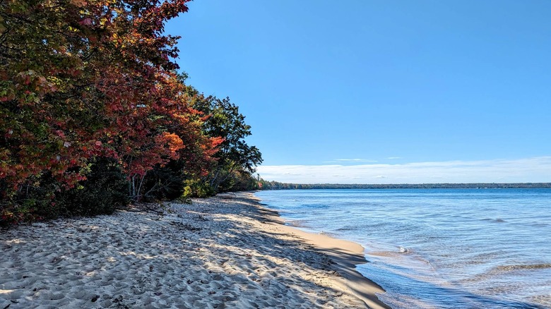 Fall-colored leaves on trees that line the sandy shoreline of Lake Superior in the afternoon light