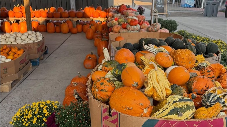 Pumpkins and gords at Blakes Orchard