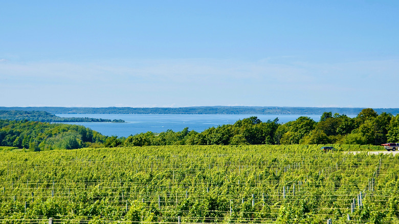 Vineyards overlooking Grand Traverse Bay