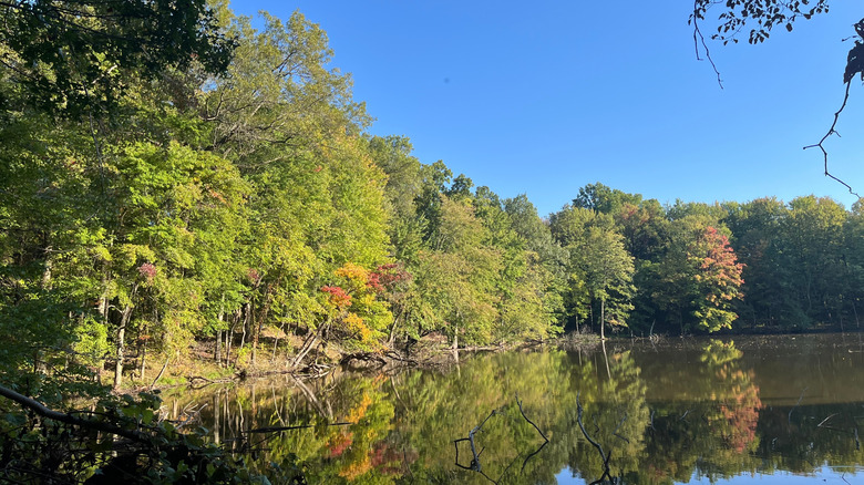 Trees around lake in Marcellus