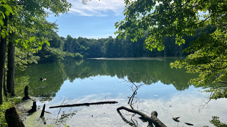A lake in Marcellus, Michigan