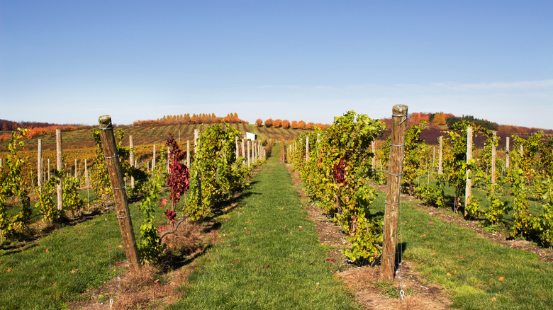 Vineyards in Michigan in fall