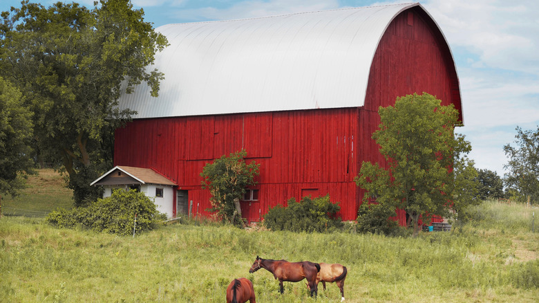 Old Amish Barns in Clare County, Michigan