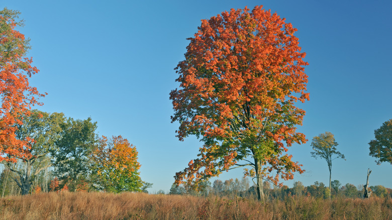A tree displays its brigh fall foliage at Fort Custer Recreation Area, Michigan