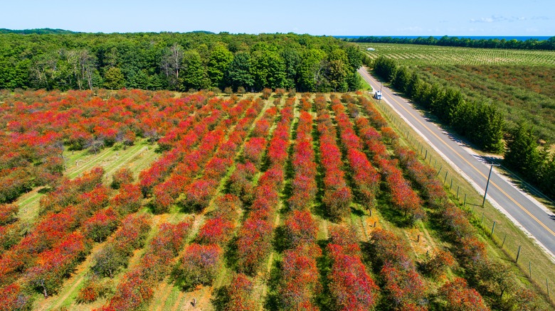 A cherry orchard outside of Traverse City, Michigan
