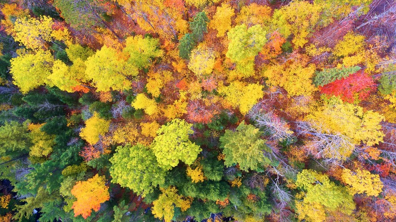 Colorful autumn trees
