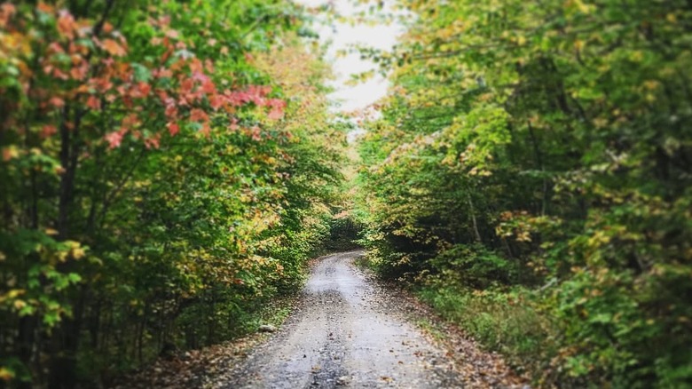 Gravel road through forest trees