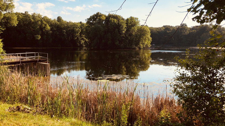 Beautiful view of a pond and forest at Maybury State Park