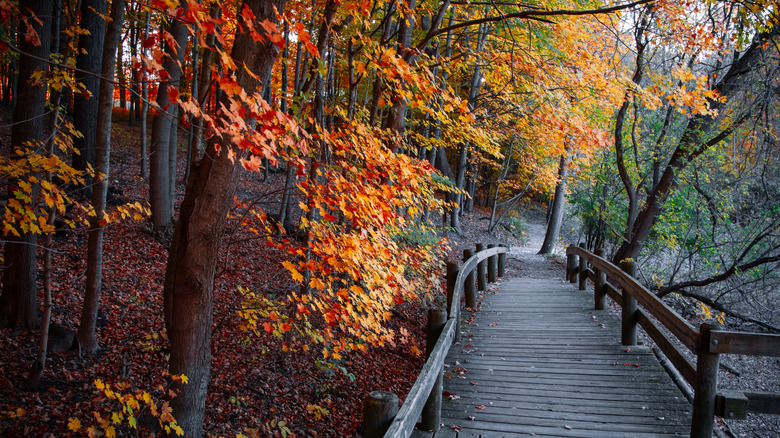 Colorful trees view near walking bridge at Maybury State Park