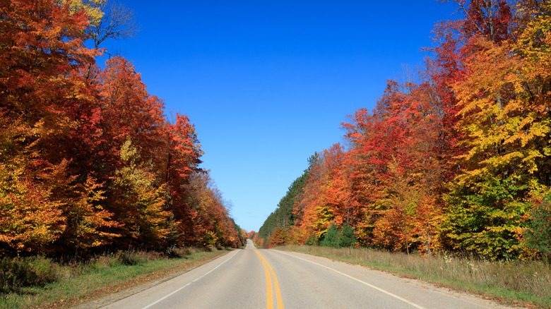Autumn foliage lining Hartwick Pines Road in Grayling, Michigan