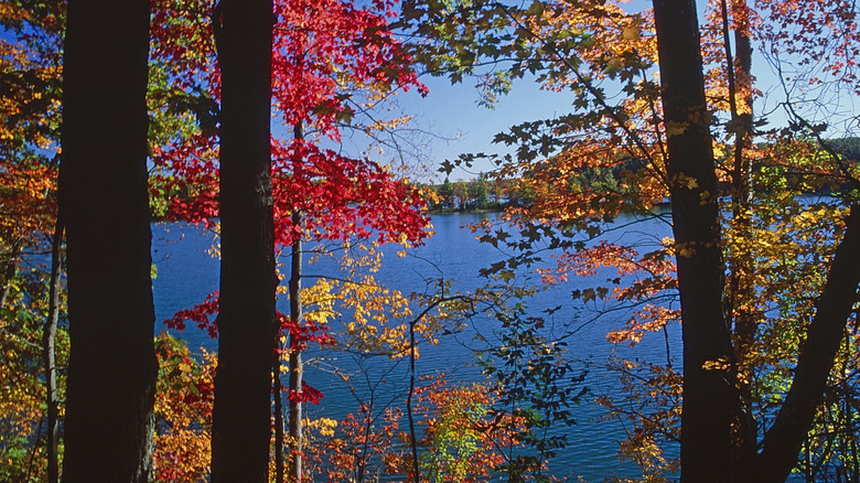 Trees turning autumn hues along a lake in the Mesick, Michigan area