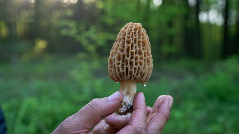 A person holding a morel foraged from the woods