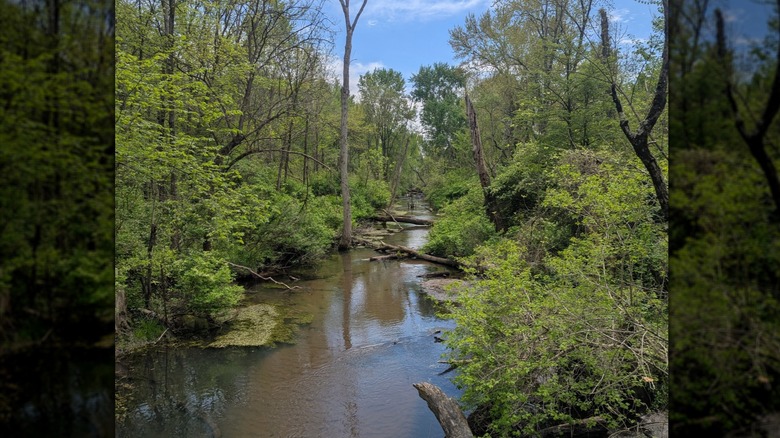 Trees and bushes lining the banks of a long creek in Kal-Haven Trail State Park