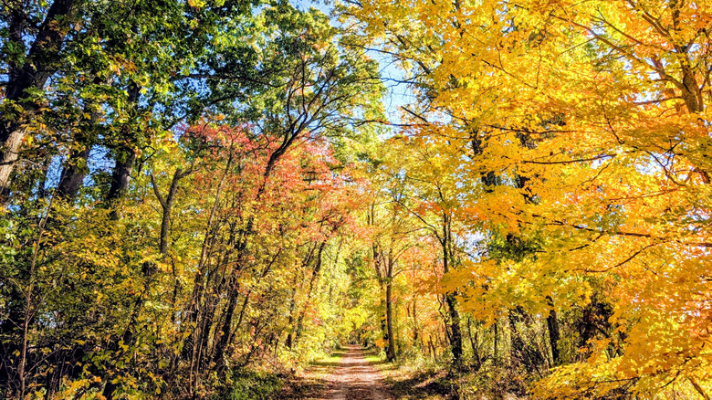 A trail through a tunnel of fall trees and colorful leaves on the Kal-Haven Trail