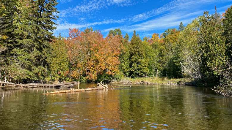 The view while kayaking down the Manistique River in Germfask, Michigan
